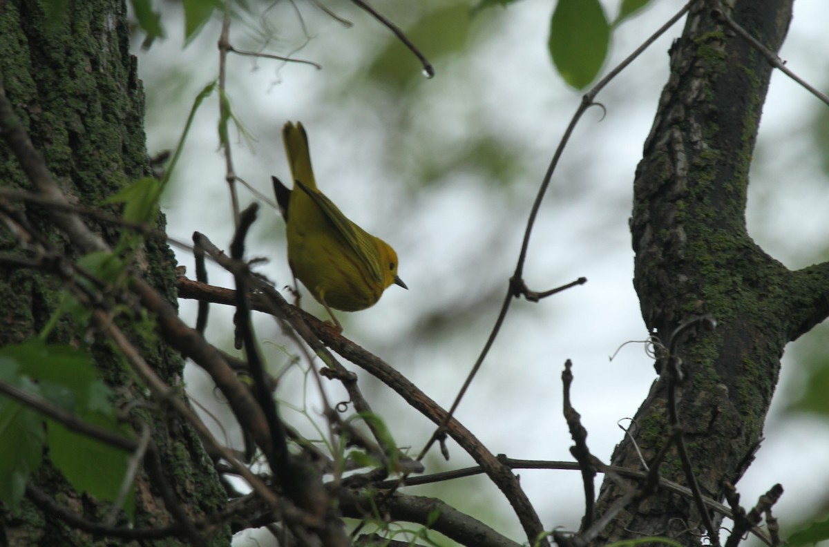 Yellow Warbler - ML514195821