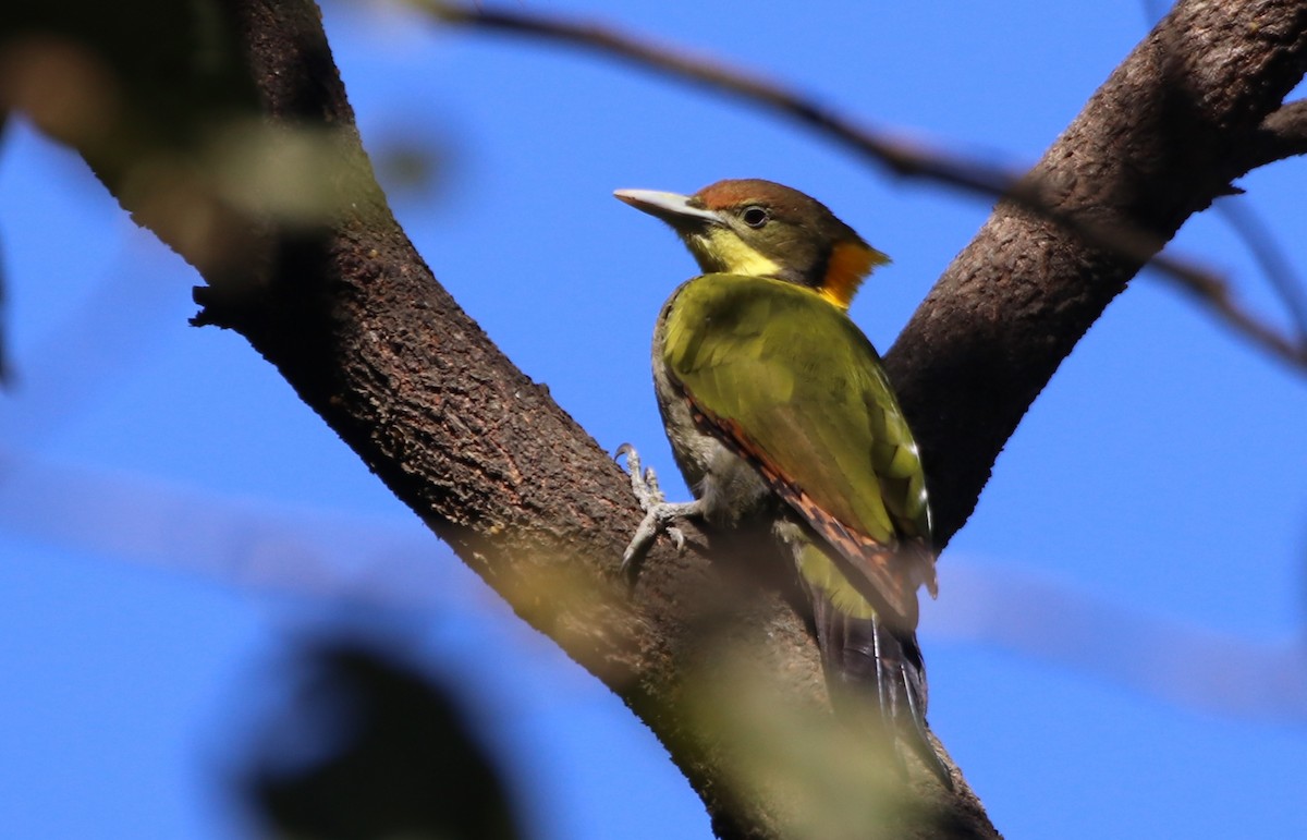 Greater Yellownape - ML514195831