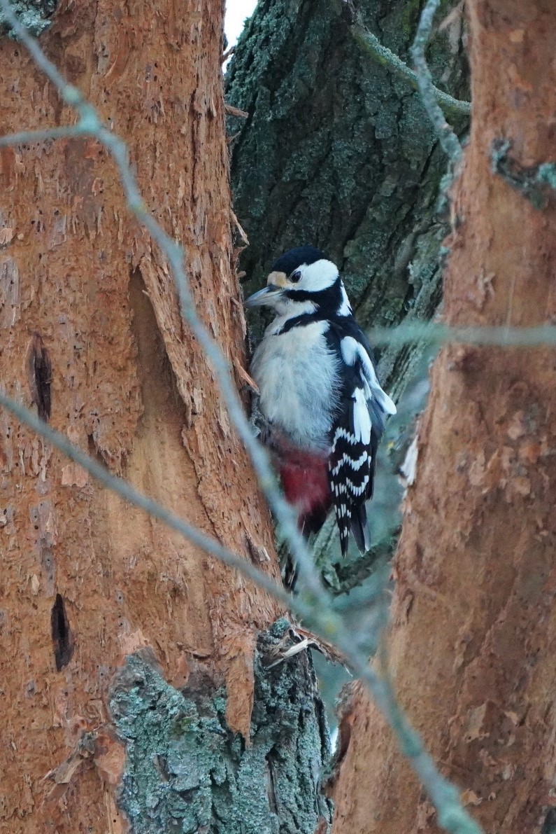 Great Spotted Woodpecker - Paweł Maciszkiewicz