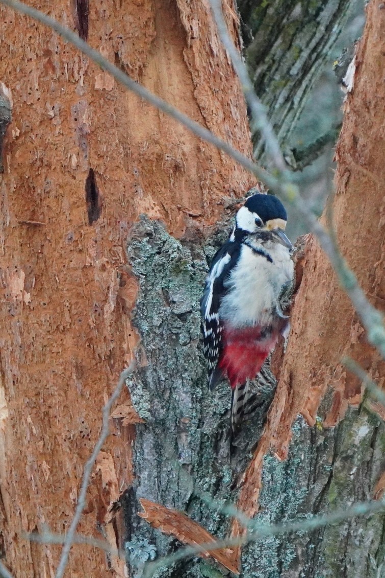 Great Spotted Woodpecker - Paweł Maciszkiewicz