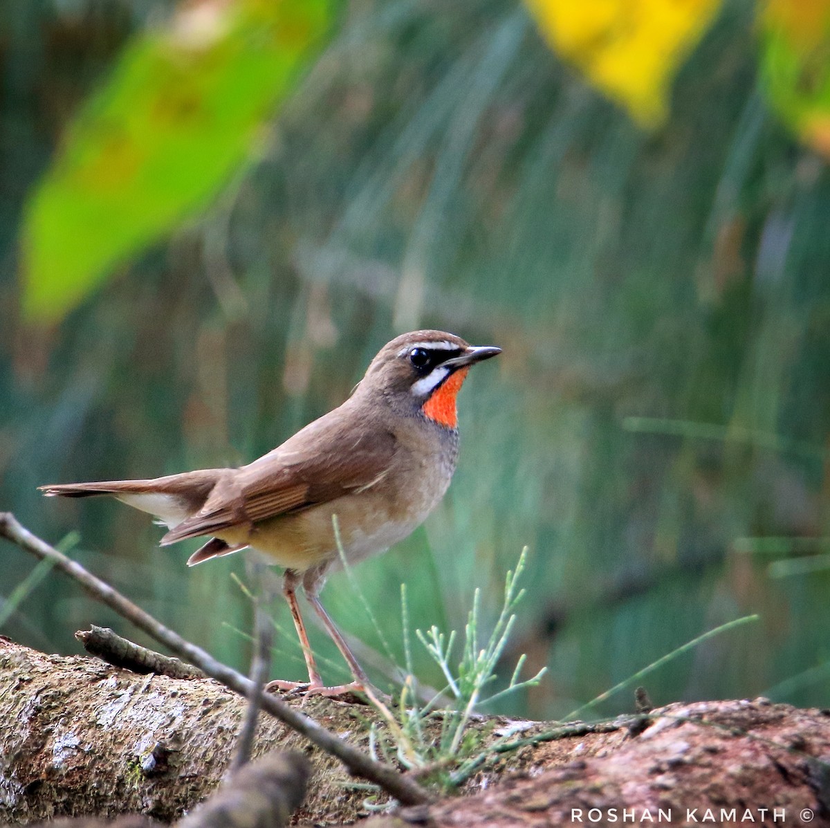 Siberian Rubythroat - ML514197141