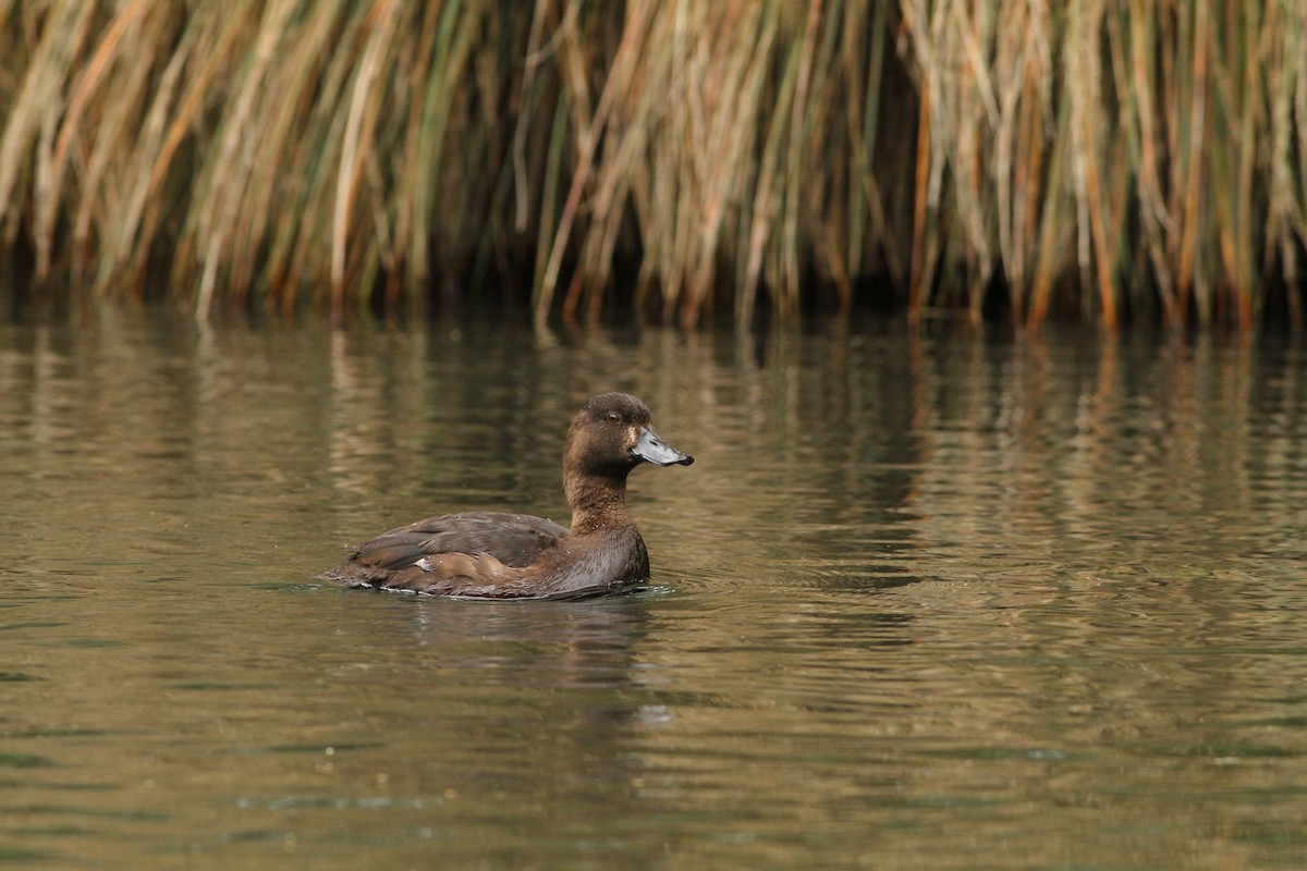 New Zealand Scaup - ML51419821