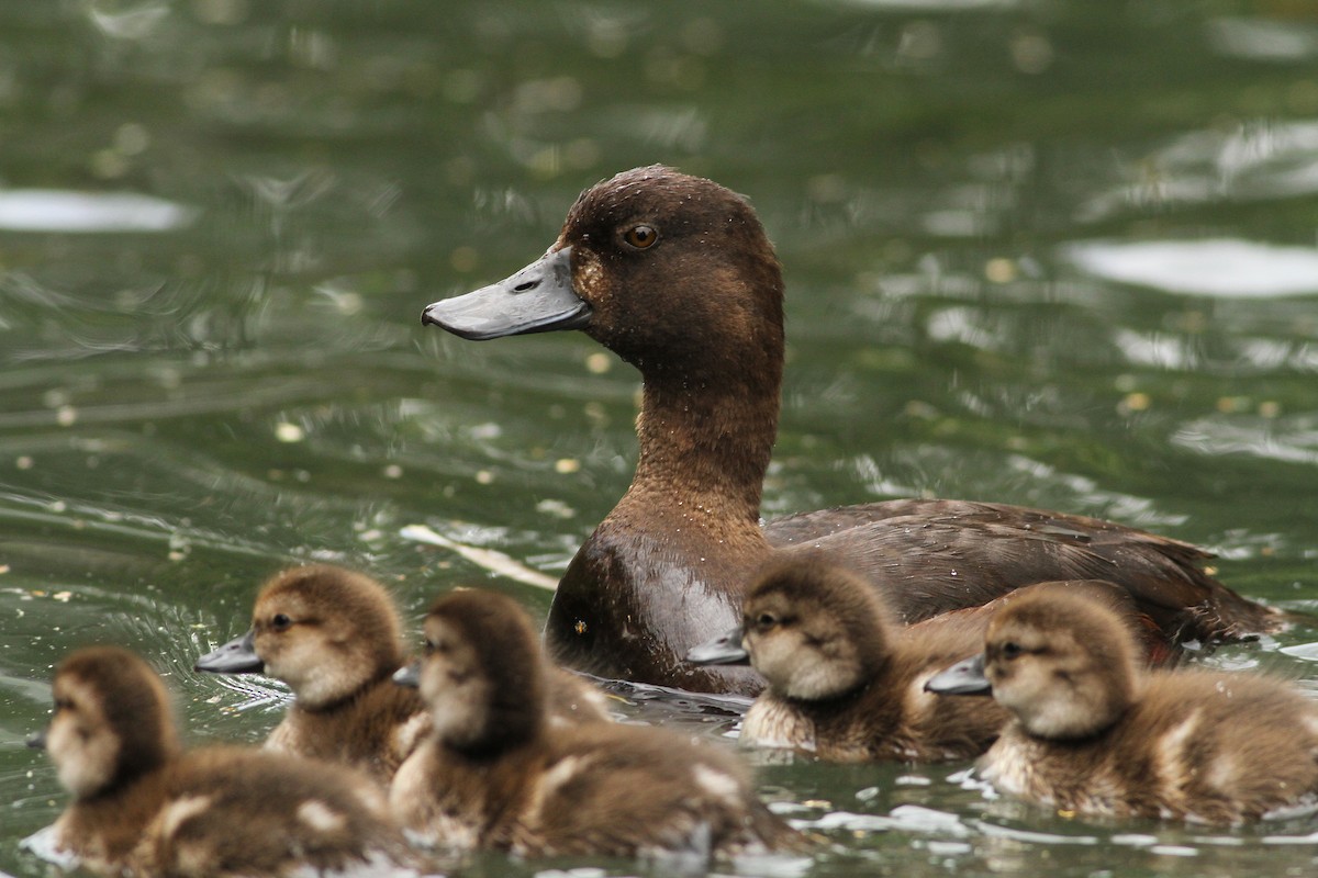 New Zealand Scaup - Evan Lipton