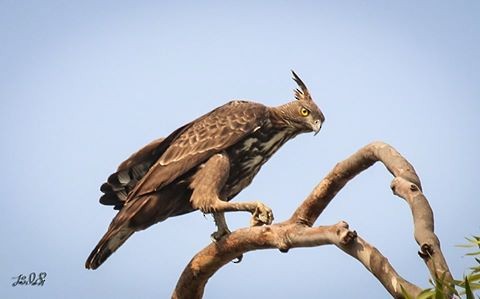 Изменчивый хохлатый орёл (cirrhatus/ceylanensis) - ML51419971