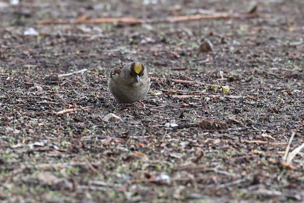 Golden-crowned Sparrow - ML514199921
