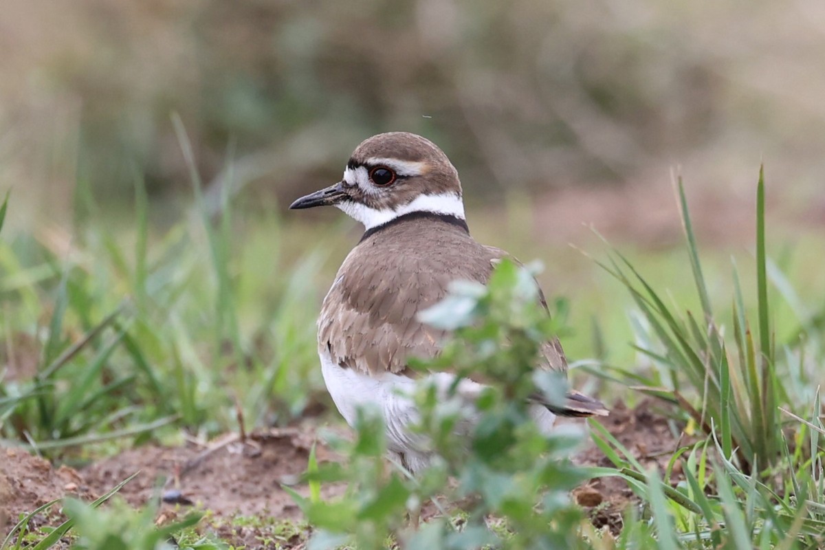 Killdeer - ML514200101