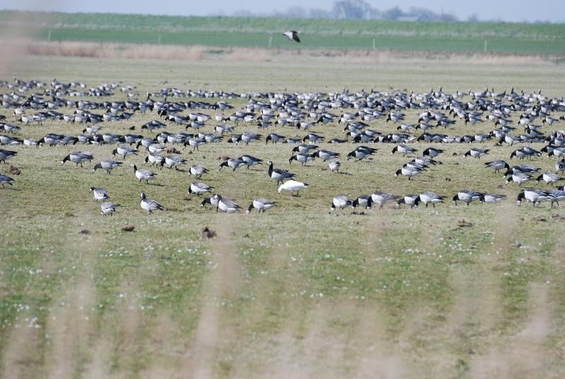 Barnacle Goose - ML514200811