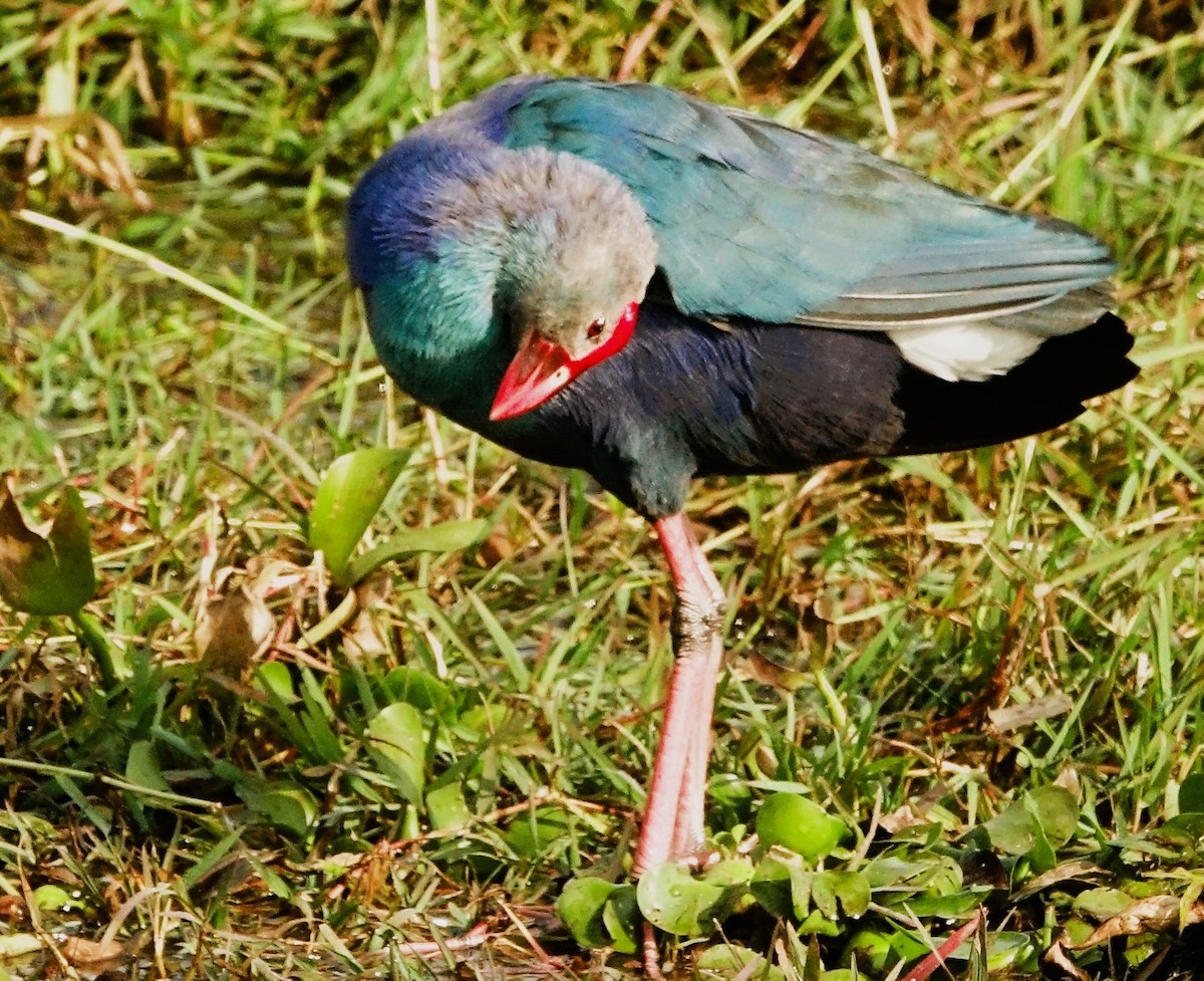 Gray-headed Swamphen - ML514201461