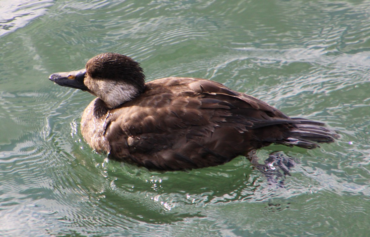 Common Scoter - ML514201531