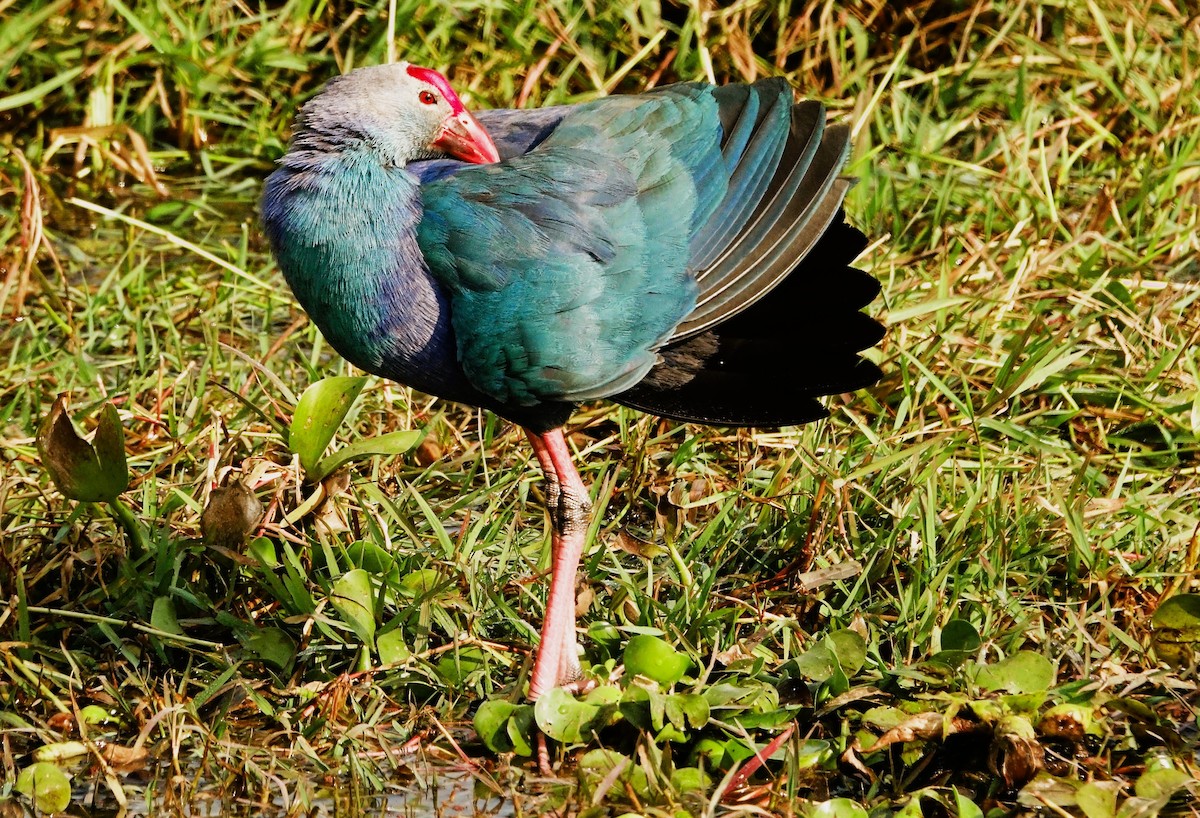 Gray-headed Swamphen - ML514201561