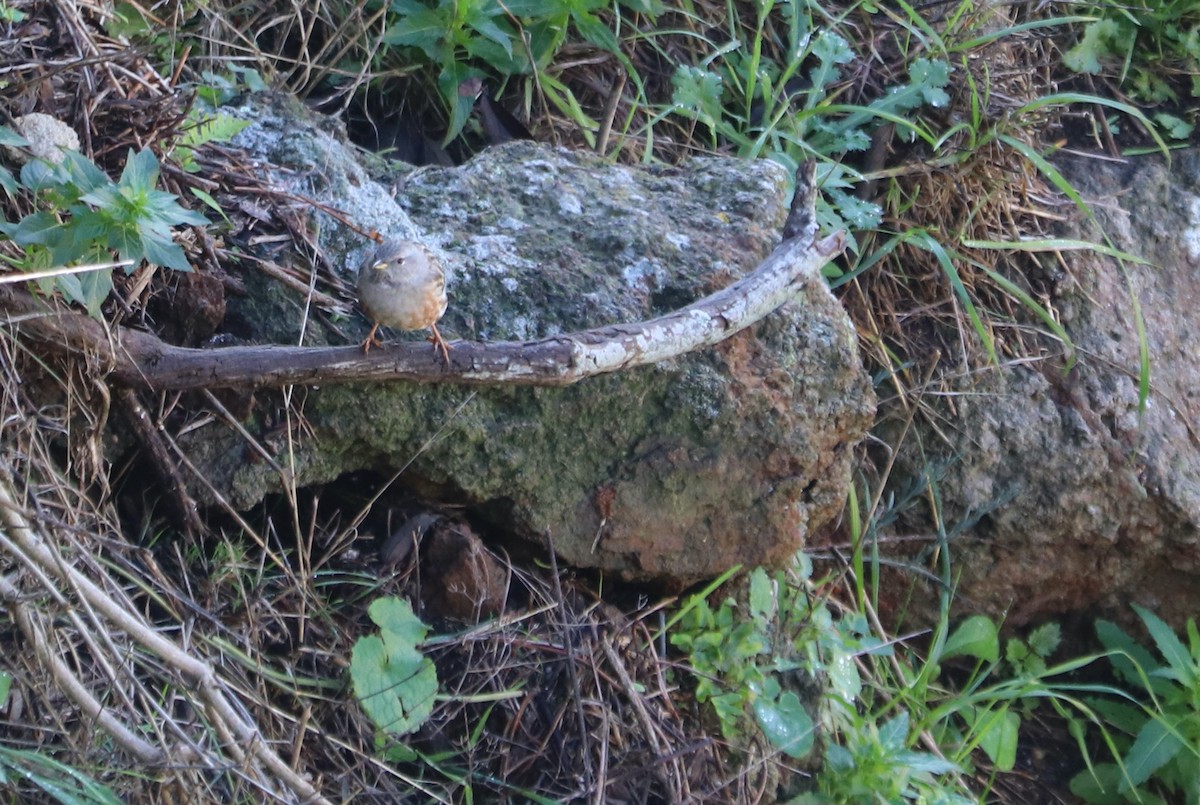 Alpine Accentor - David Guarnieri