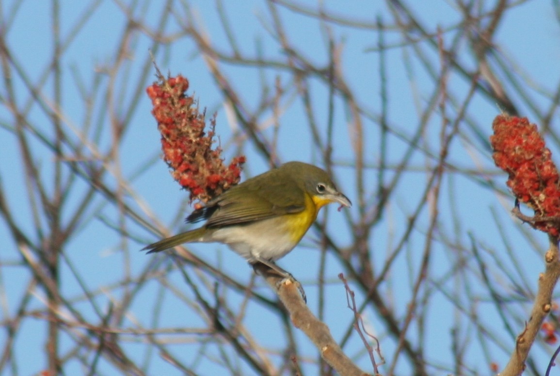 Yellow-breasted Chat - ML51420381