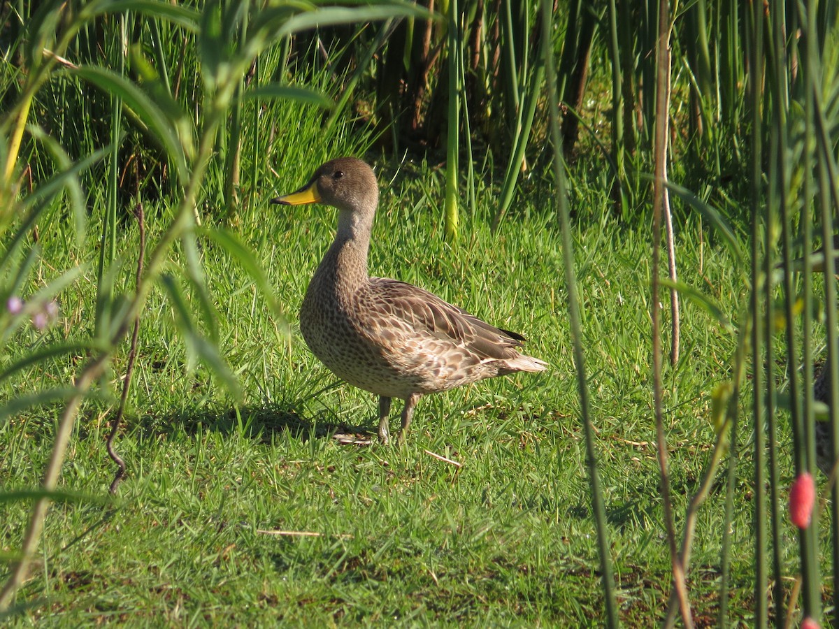 Yellow-billed Teal - ML514203831