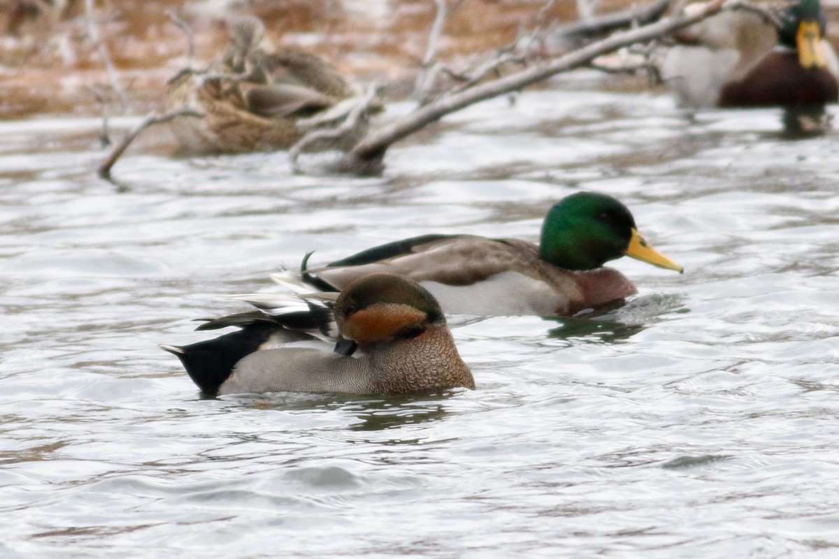 Gadwall x Mallard (hybrid) - ML514204071