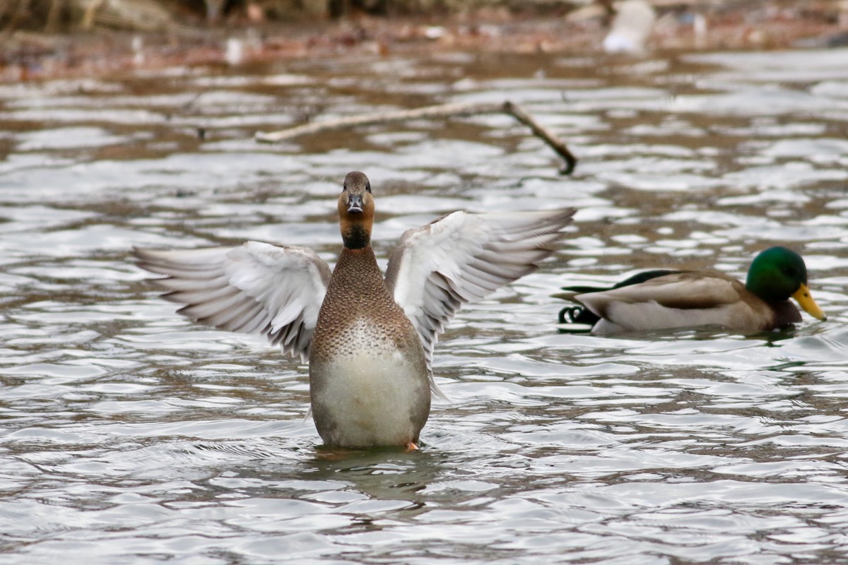 Gadwall x Mallard (hybrid) - ML514204101