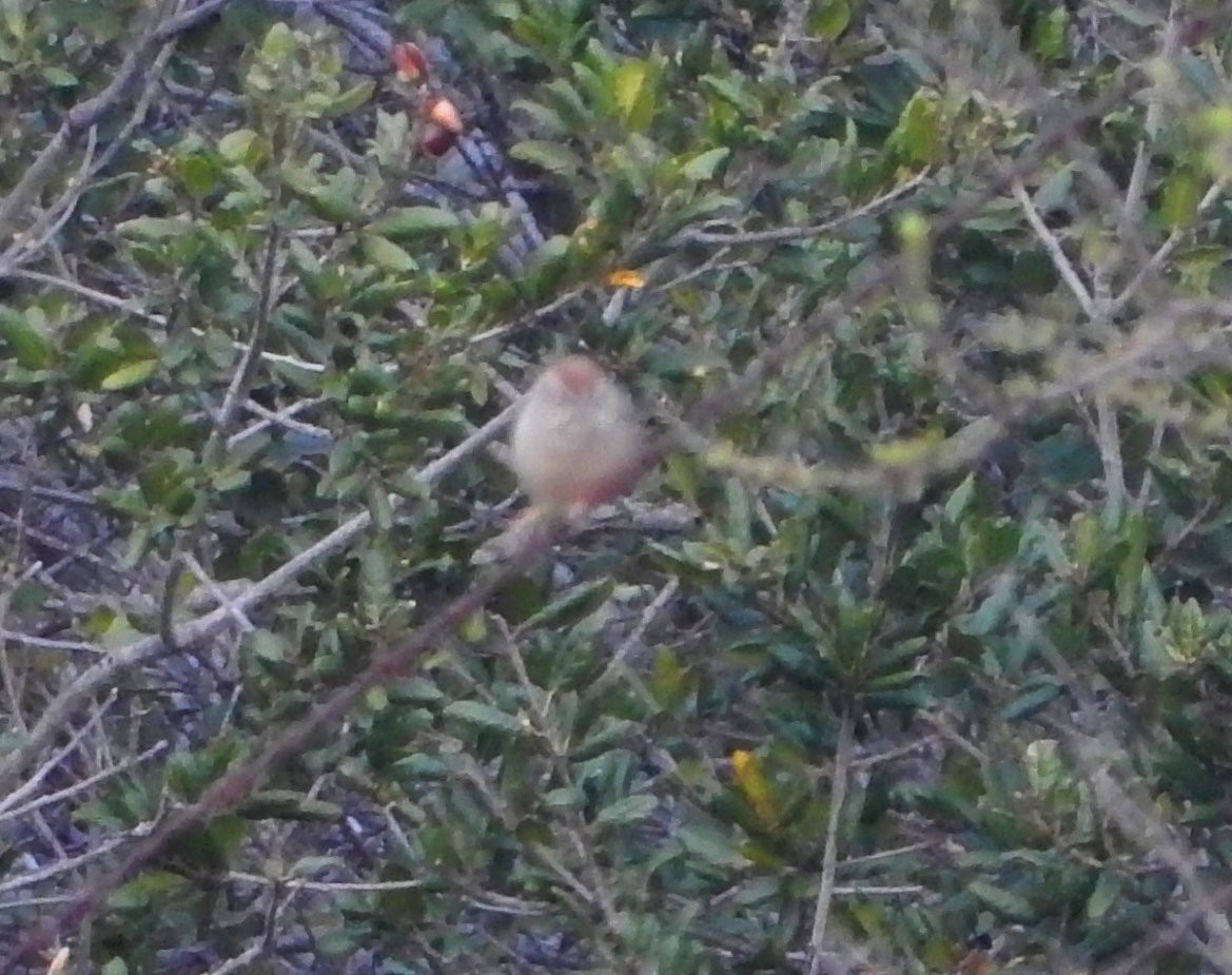 Rufous-crowned Sparrow - ML514204311