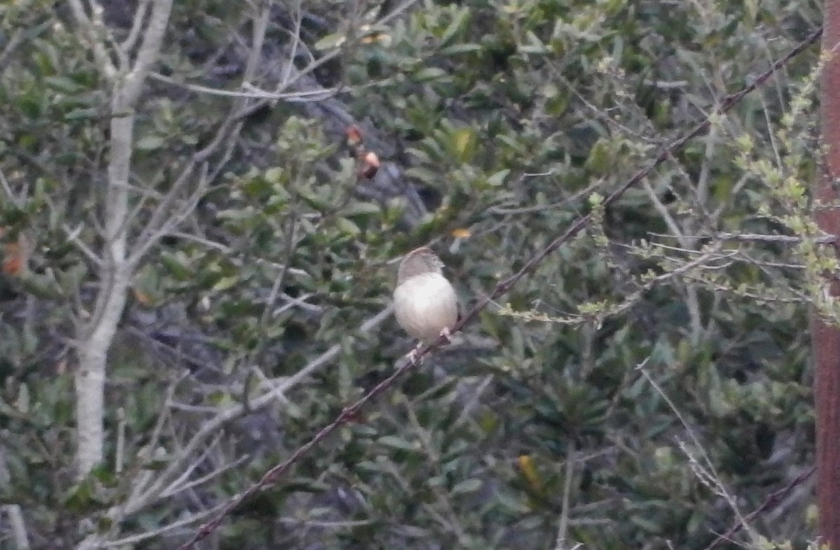 Rufous-crowned Sparrow - ML514204321