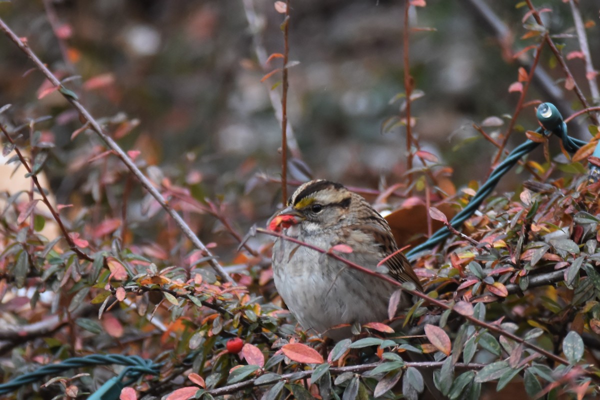 White-throated Sparrow - ML514204521