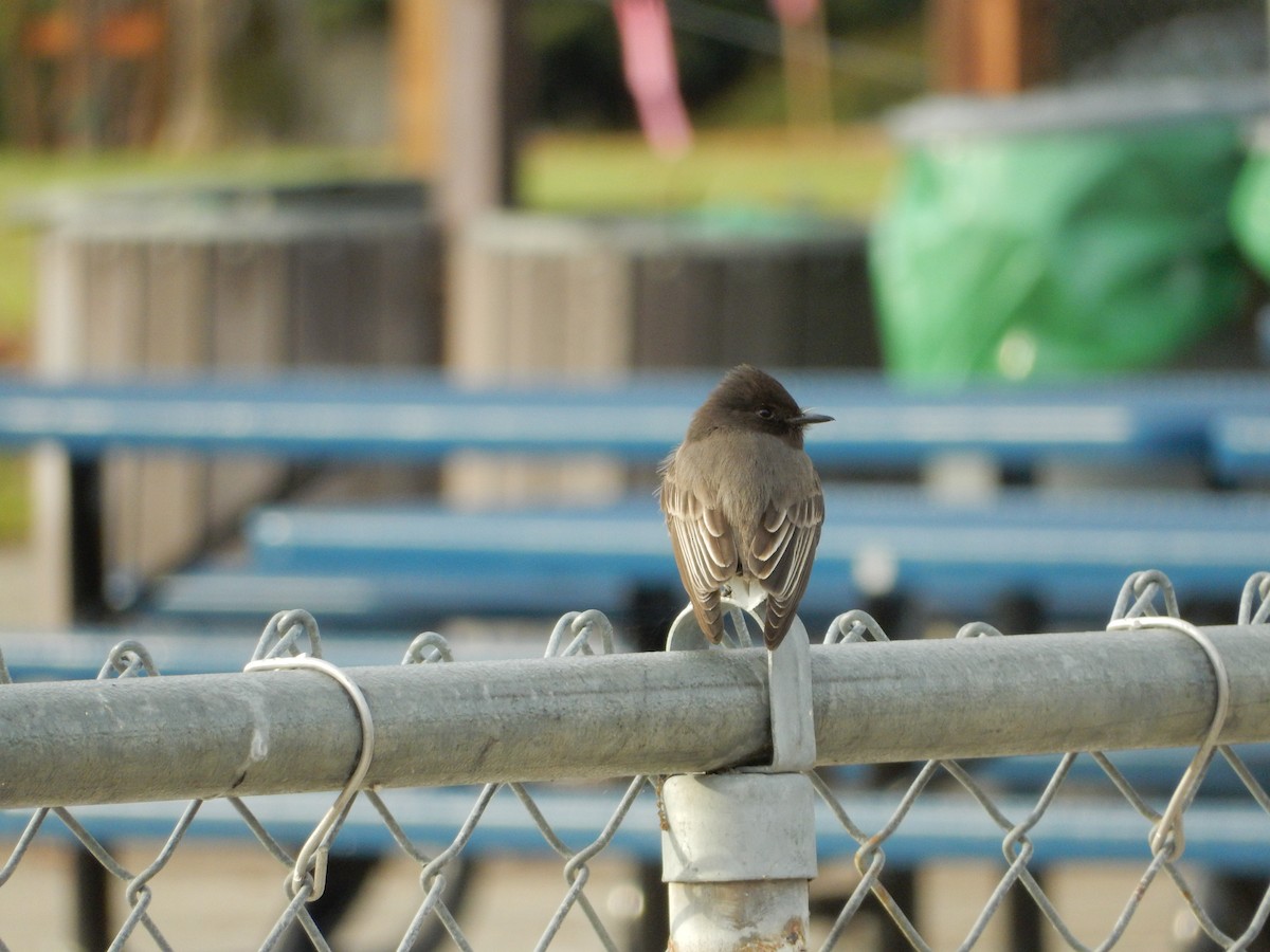 Black Phoebe - ML514204701