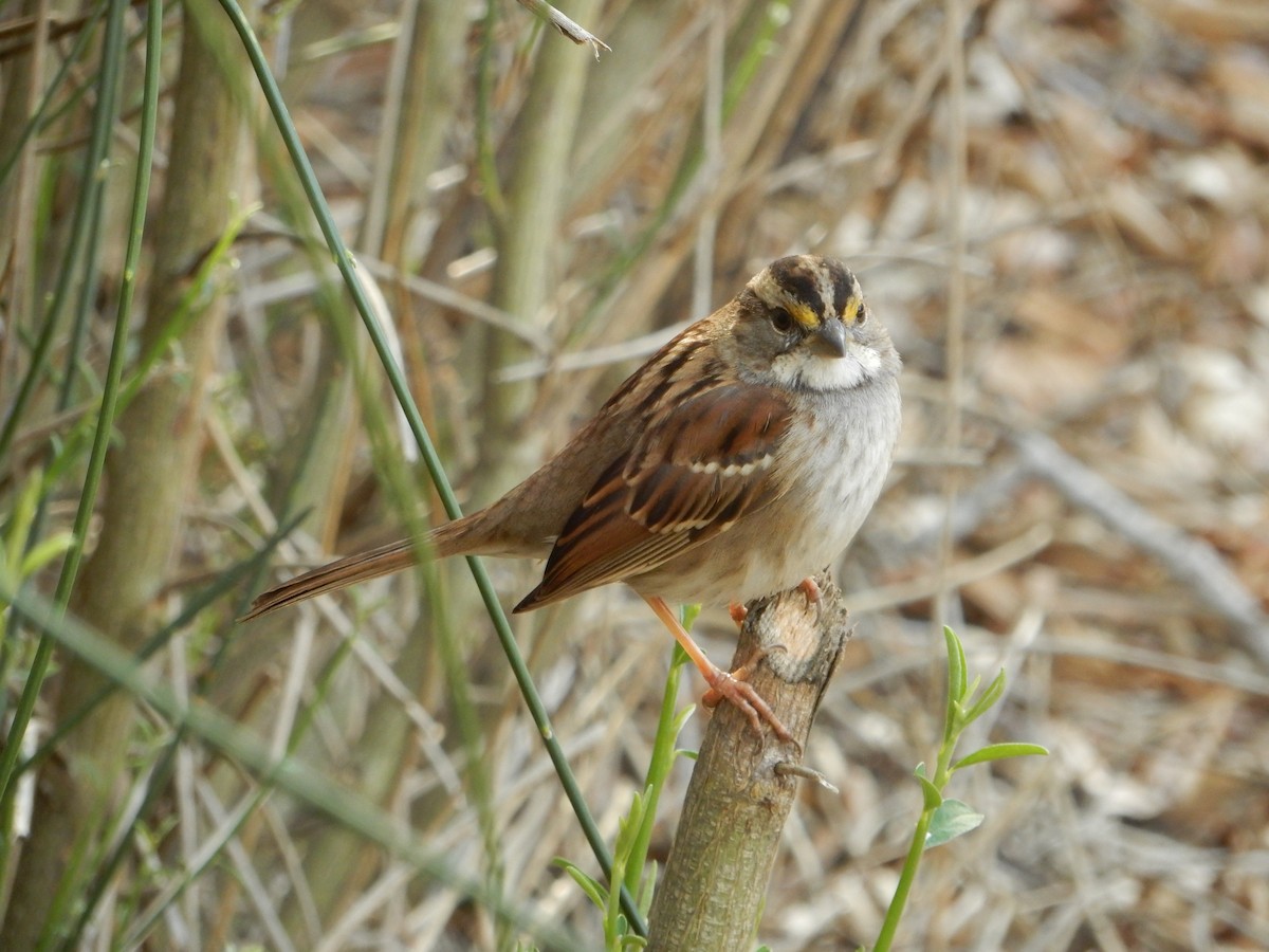 White-throated Sparrow - ML514205071