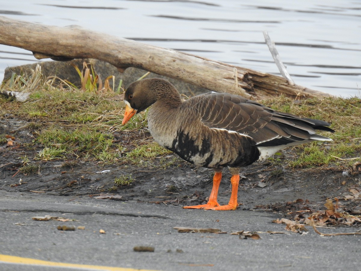 Greater White-fronted Goose - ML514205701