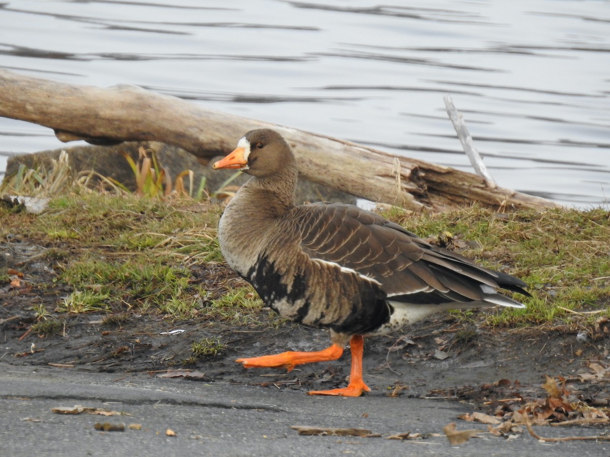 Greater White-fronted Goose - ML514205711