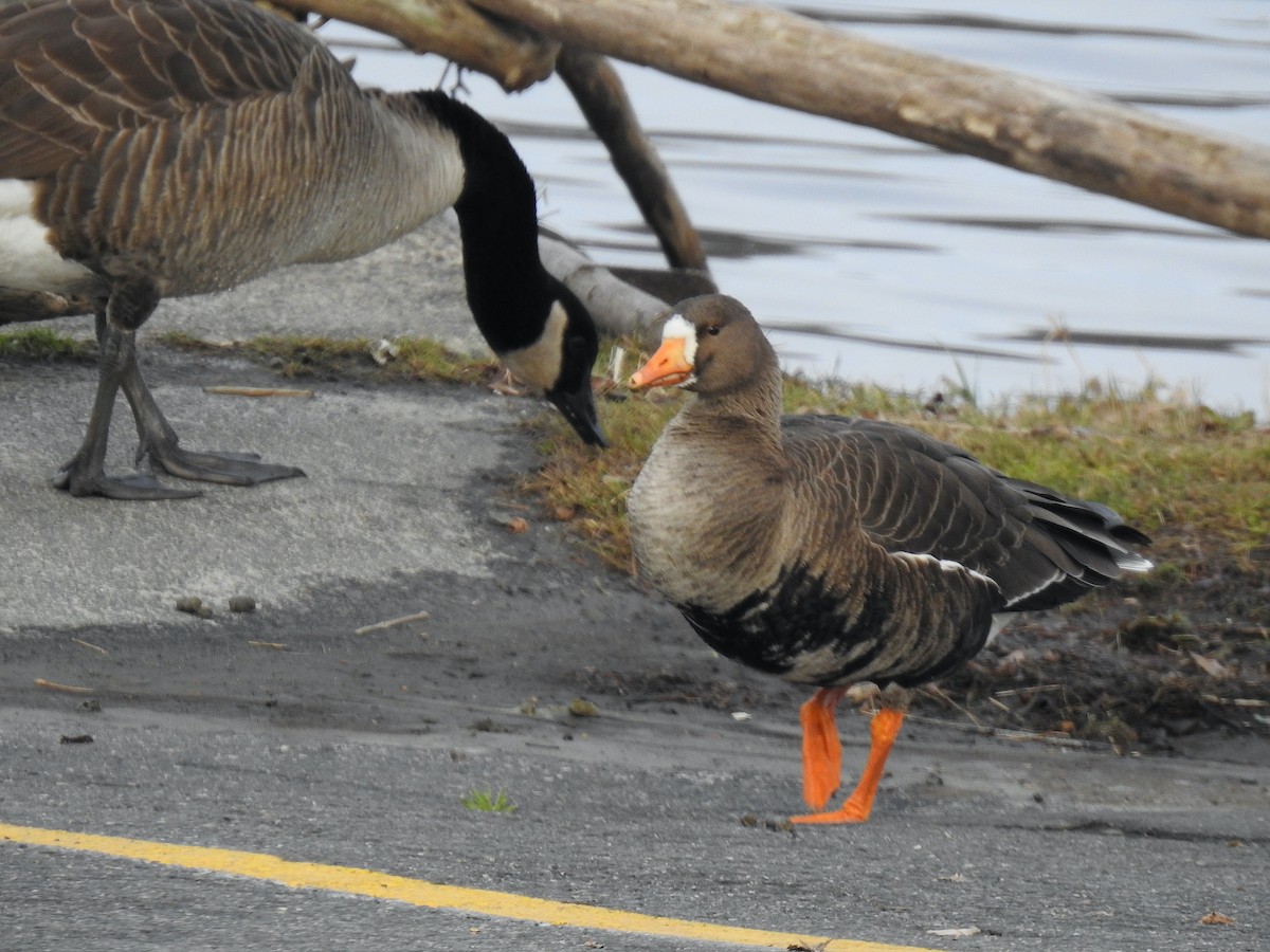 Greater White-fronted Goose - ML514205761