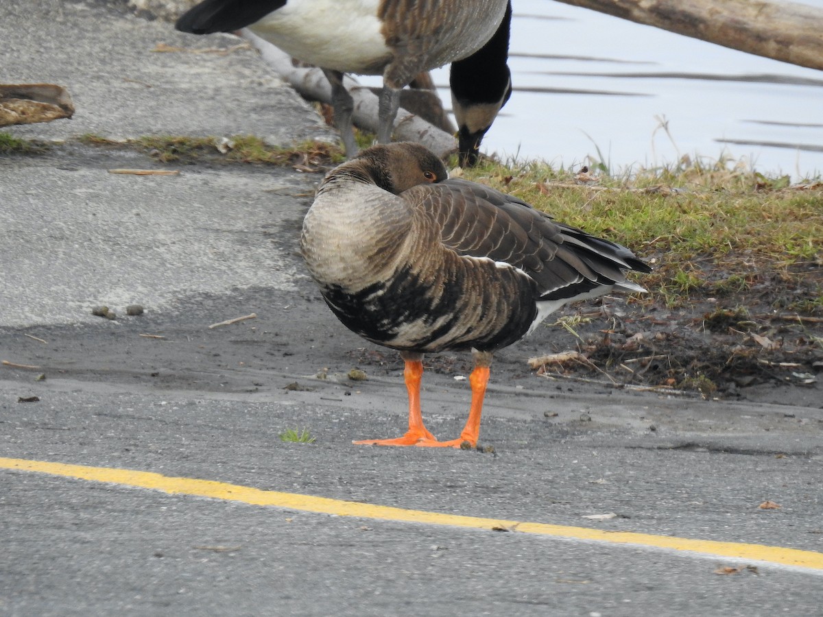 Greater White-fronted Goose - ML514205801