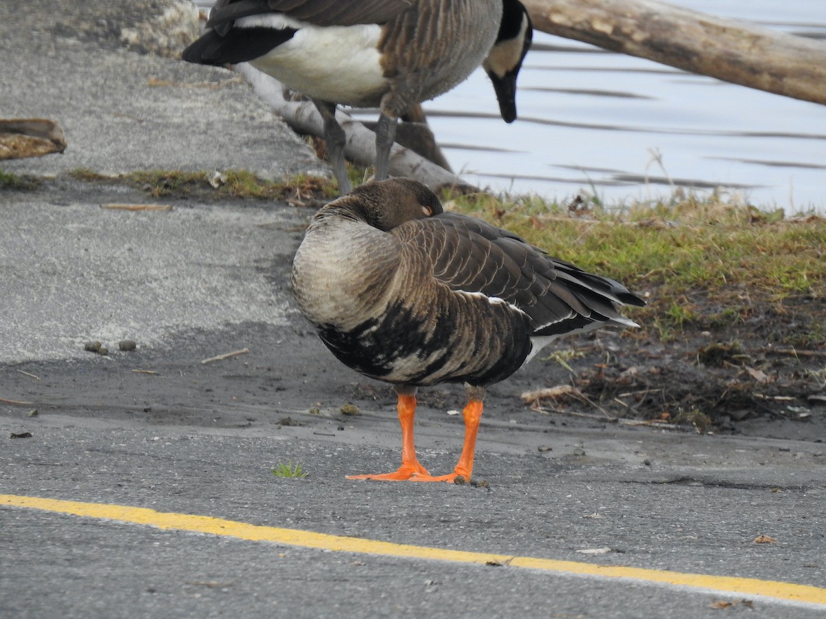 Greater White-fronted Goose - ML514205841
