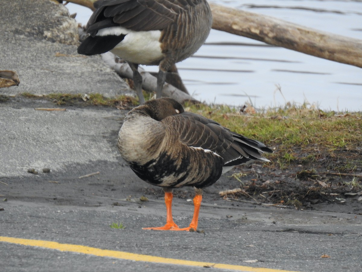 Greater White-fronted Goose - ML514205881