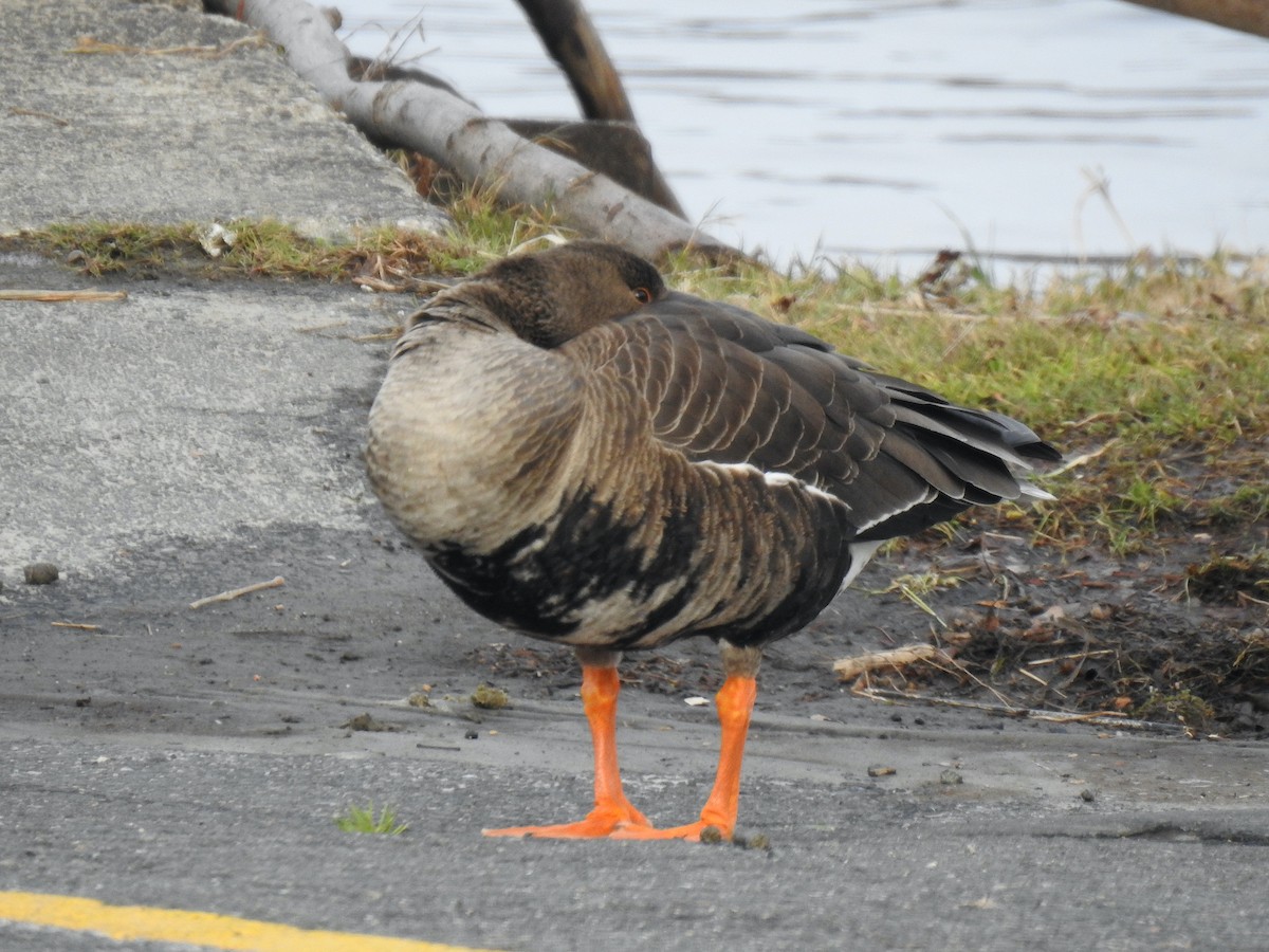 Greater White-fronted Goose - ML514205951