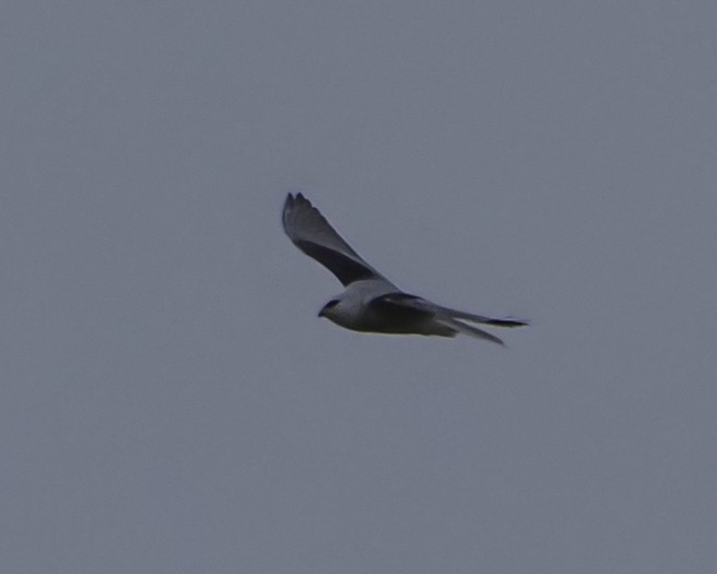 White-tailed Kite - Mikael Behrens
