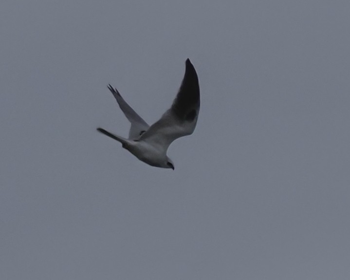 White-tailed Kite - ML514206971