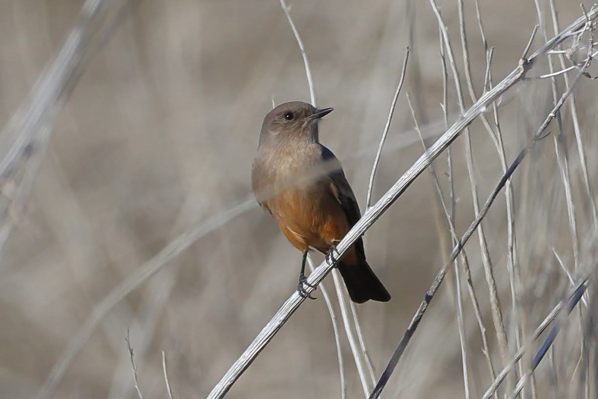 Say's Phoebe - ML514207251