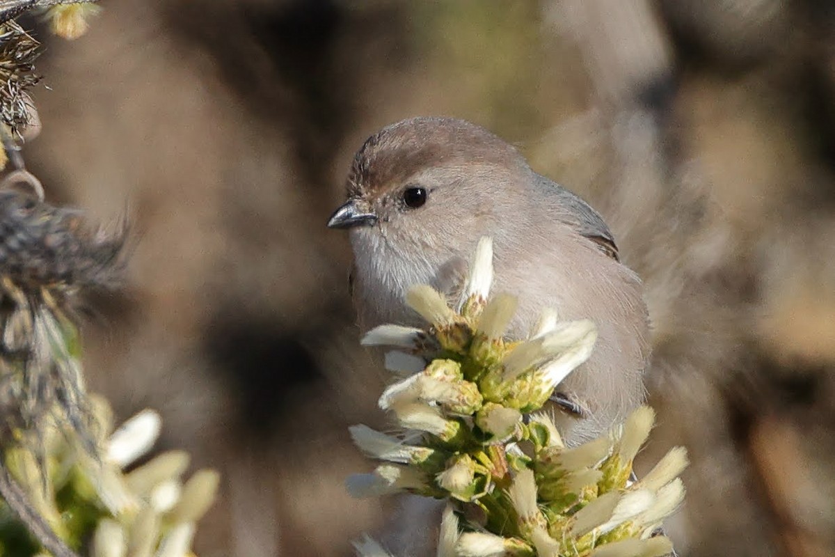 Bushtit - Keith Leland