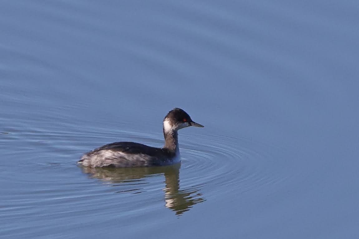 Eared Grebe - ML514207851