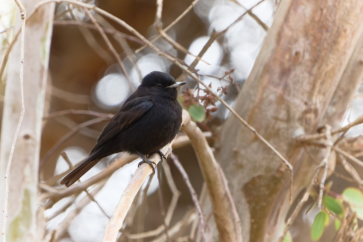 White-winged Black-Tyrant - Luis Salazar Vargas