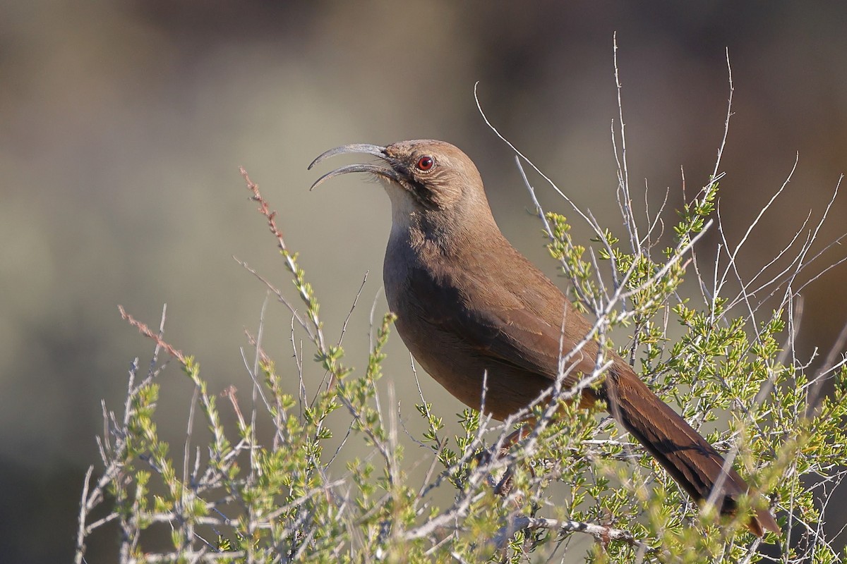 California Thrasher - ML514210761