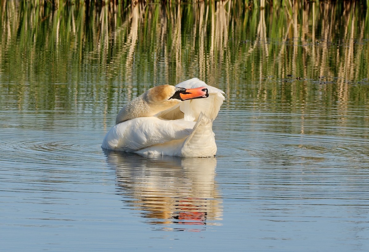 Mute Swan - ML514211371