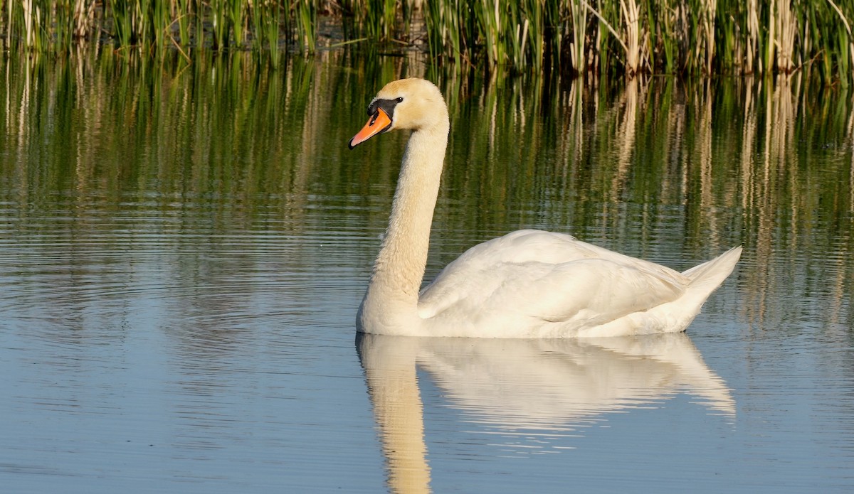 Mute Swan - ML514211381