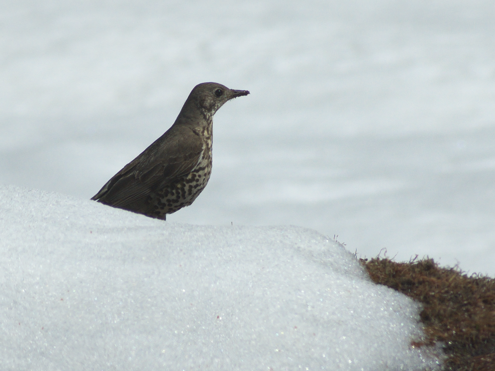Mistle Thrush - ML51421141