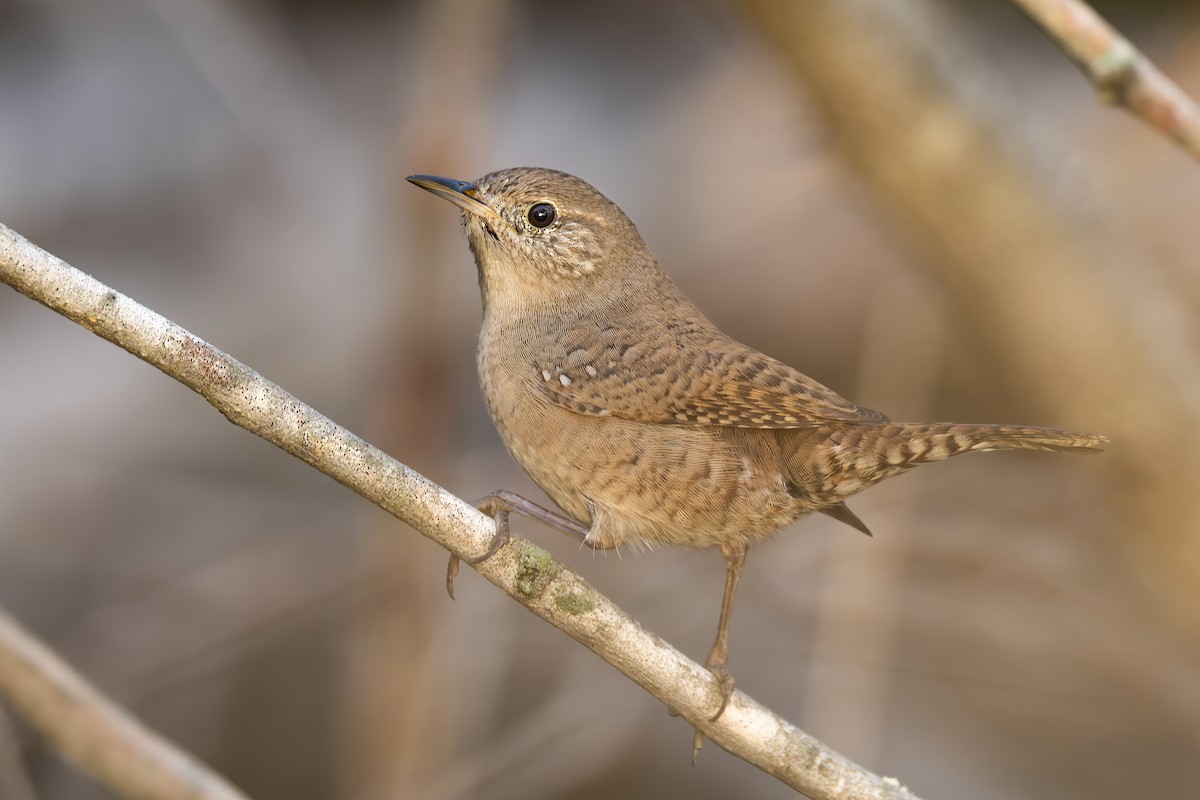 Northern House Wren - ML514211631