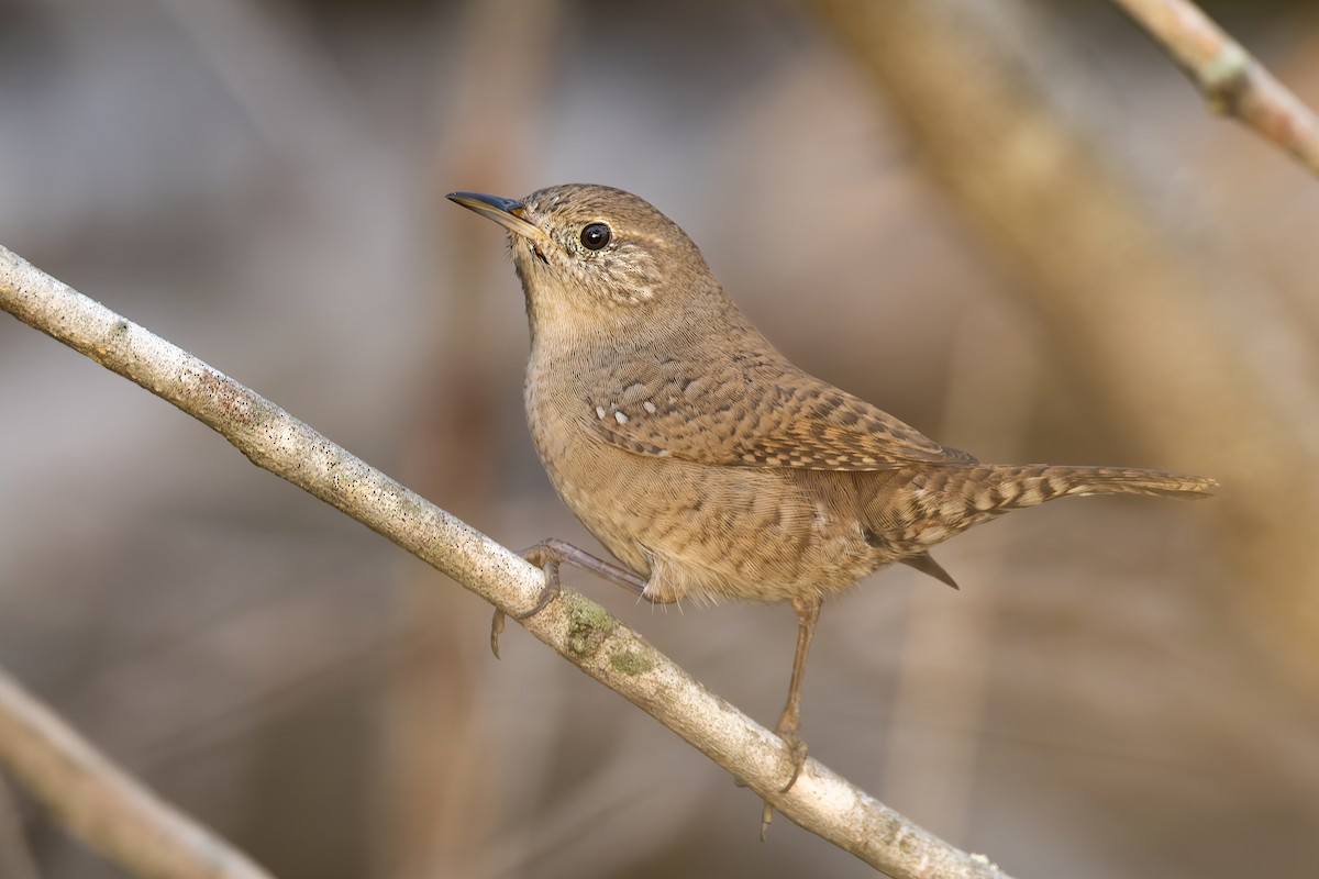 House Wren - ML514211631