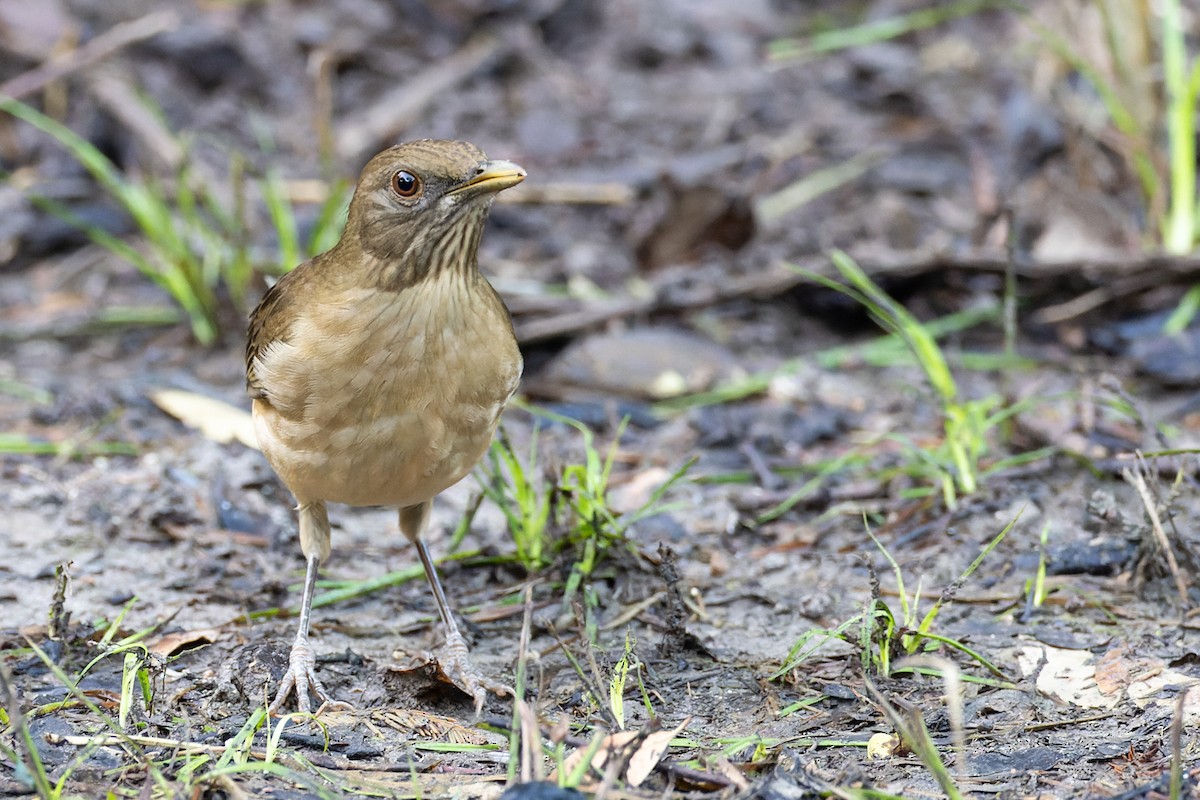 Clay-colored Thrush - ML514211661