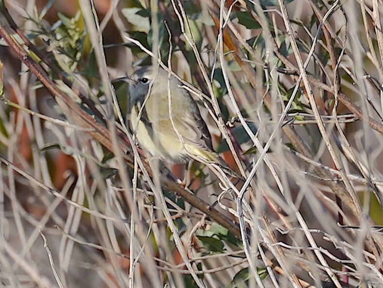 Orange-crowned Warbler - ML514211941