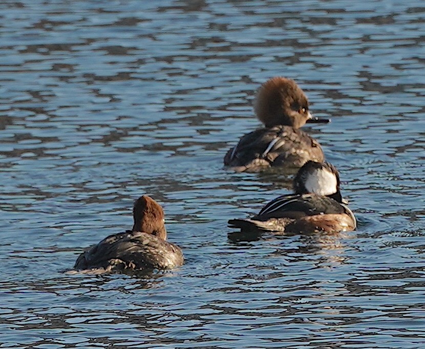 Hooded Merganser - ML514212181