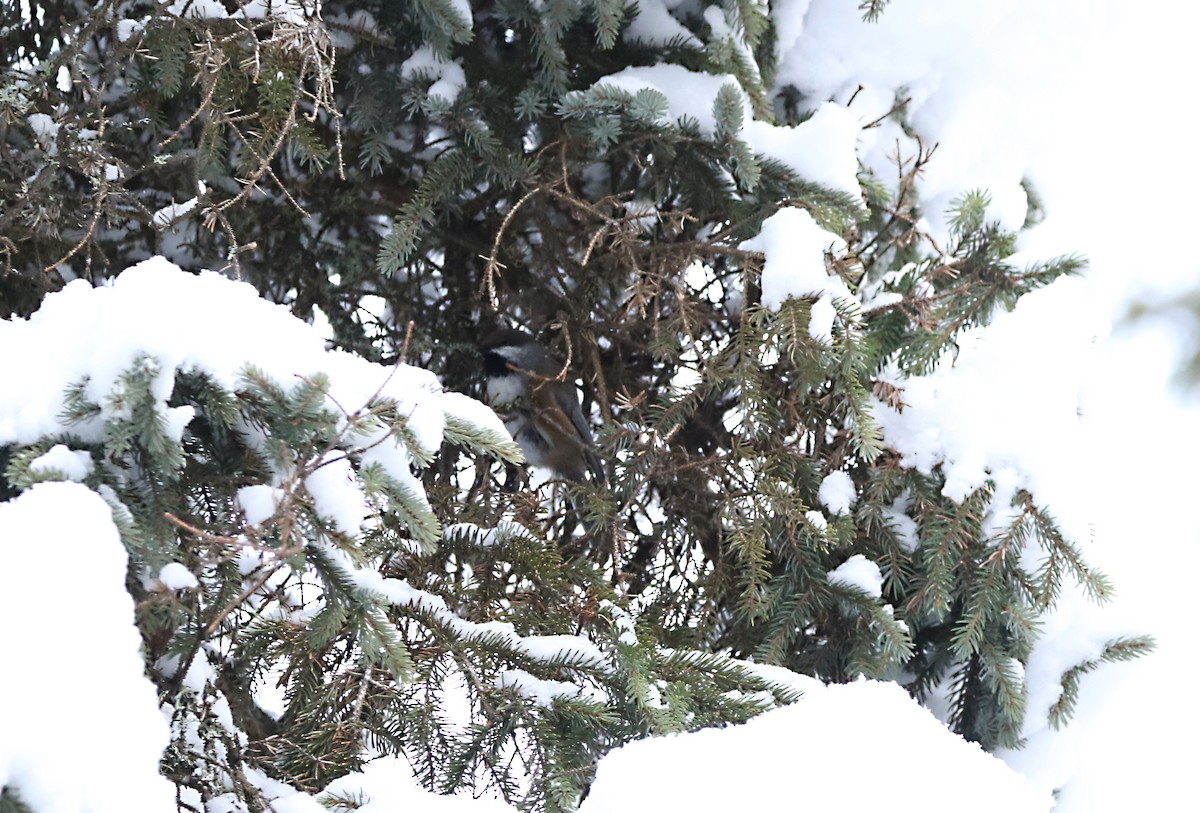 Boreal Chickadee - ML514214021