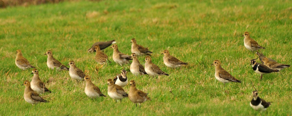 European Golden-Plover - ML514214031