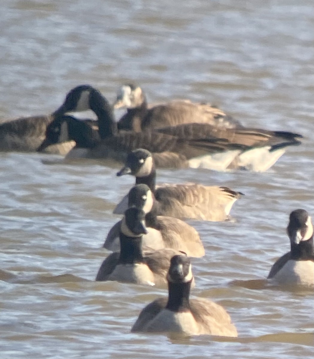 Canada Goose - Larry Zirlin