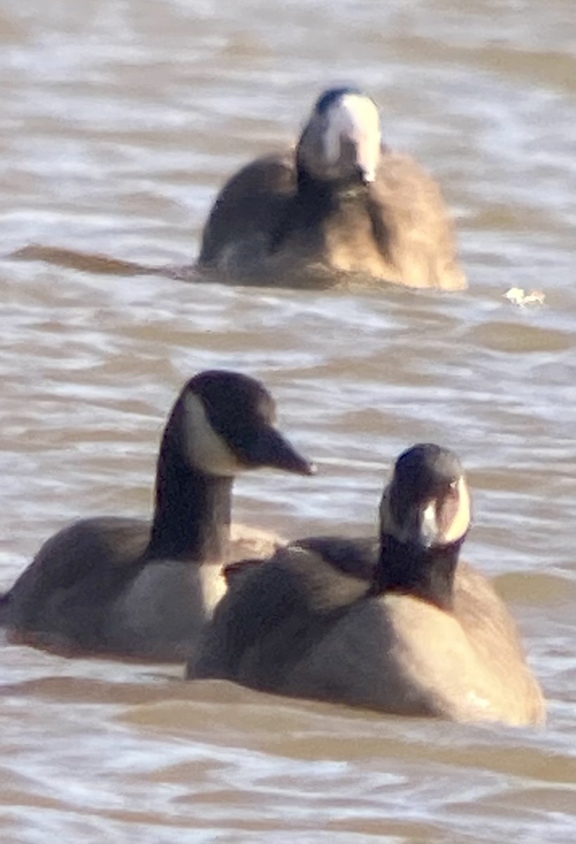 Canada Goose - Larry Zirlin